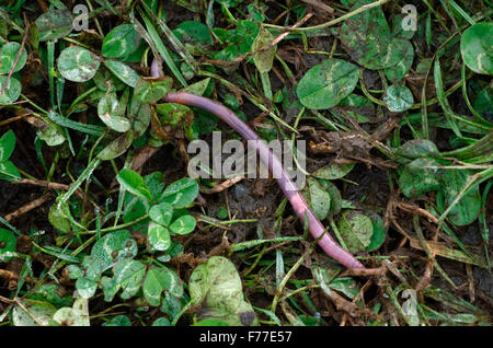 Regenwurm mitten in einem Feld von Klee Stockfoto