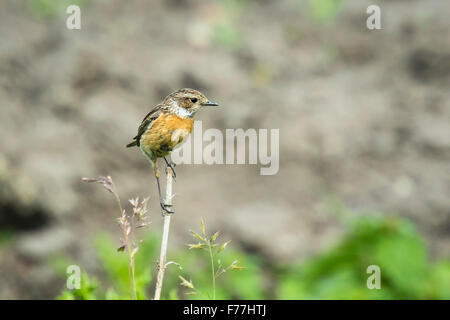 Eine europäische Schwarzkehlchen (Saxicola Rubicola) auf die Vegetation in einer Wiese hocken Stockfoto