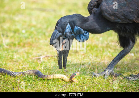 Ein Abessinier oder Northerm Hornrabe, spielen mit einem Spielzeug-Schlange. Diese Vögel finden Sie in Afrika, nördlich des Äquators und Stockfoto