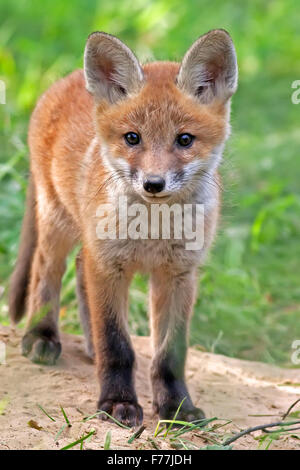 Fuchs in freier Wildbahn Stockfoto