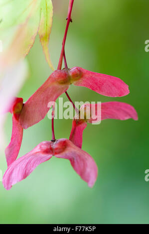 ACER PALMATUM SAMARAS Stockfoto