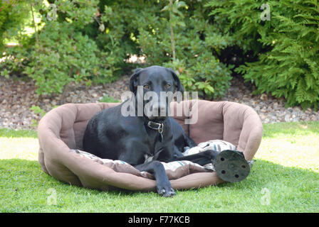 Barney, eine Flat Coat Retriever Kreuz deutscher Vorstehhund Stockfoto