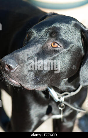 Flat Coat Retriever cross deutscher Vorstehhund Stockfoto