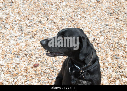 Flat Coat Retriever cross deutscher Vorstehhund Stockfoto