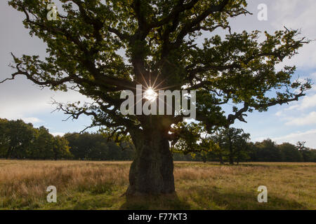Sonne durch Laub der alten Einzelhaft Englisch Eiche / pedunculate Eiche / französischer Eiche (Quercus Robur) in Wiese im Herbst Stockfoto