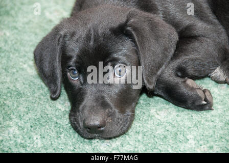 junge schwarze Welpen Stockfoto