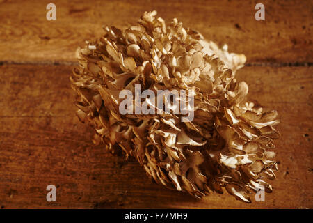 frische Maitake Pilze Stockfoto