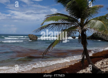 Palmen am Strand von Bathsheba Barbados in der Karibik West Indies Stockfoto