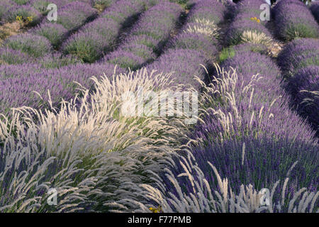 Wilder Lavendel Feld, Alpes-de-Haute-Provence, Landschaft, Bäume, Provence, Frankreich Stockfoto
