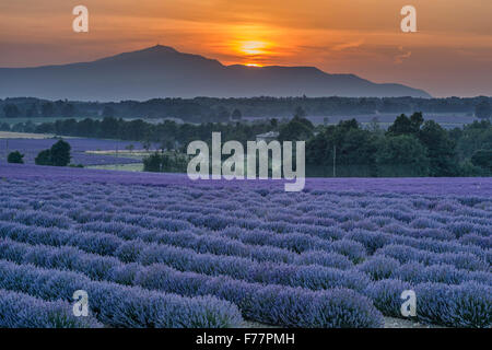 Lavendel-Feld, in der Nähe von Sault, Sonnenuntergang, Vaucluse, Alpes-de-Haute-Provence, Landschaft, Mont Venteaux, Provence, Frankreich Stockfoto