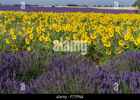 Frankreich, Alpes de Haute Provence, Parc Naturel Regional du Verdon, Valensole in Richtung Puimoisson, Sonnenblumen und Lavendel Stockfoto