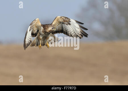 Mäusebussard / Bussard / Mäusebussard (Buteo Buteo) auf der Flucht, auf der Suche nach Nahrung. Stockfoto