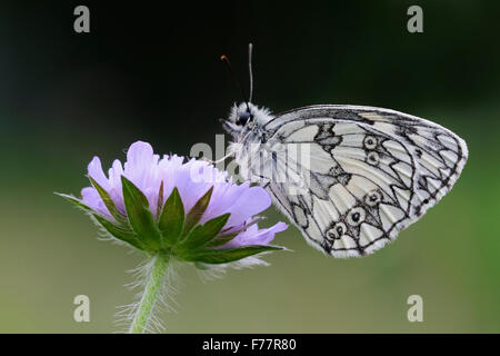 Nahaufnahme der Schachbrettfalter Schmetterling / Schachbrettfalter (Melanargia Galathea), ruht auf Feld Witwenblume (Knautia Arvensis). Stockfoto