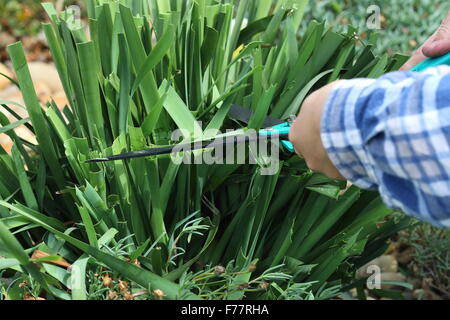 Erwachsene männliche Lomandra Grass mit einer Schere schneiden Stockfoto