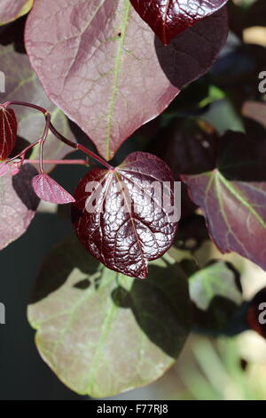 Cercis Canadensis oder auch bekannt als Forest Pansy verlässt Stockfoto