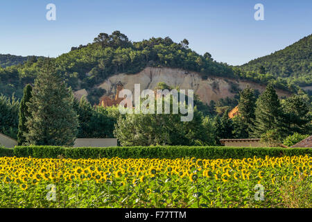 Rustel Colorado, Sonnenblumen, Ocker, Luberon, Provence, Frankreich, Stockfoto