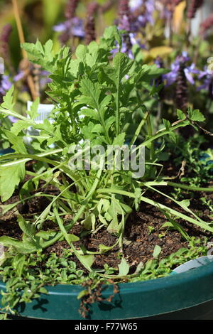 Mohn Flandern rote Sämlinge Stockfoto