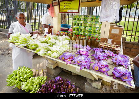 Sri Lanka, Kandy - Lotusblüten als Angebot, der Zahntempel Sri Dalaga Maligawa verwendet Stockfoto