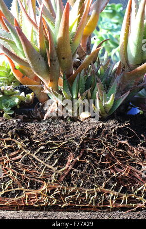 Aloevera Pflanzengruppe mit Welpen und Wurzeln ausgesetzt Stockfoto