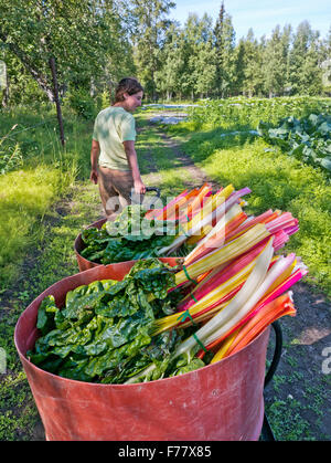 Junge "weibliche" Bäuerin transportiert geernteten Bio-Regenbogen Schweizer Chard. Stockfoto