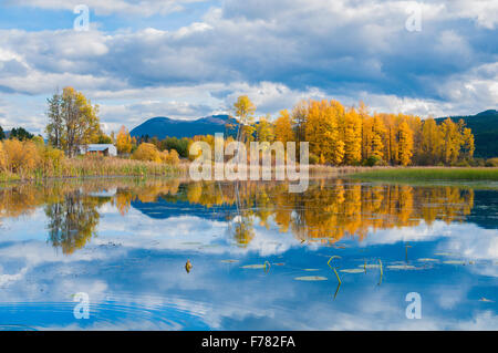 Verlieben Sie sich in das Columbia Valley Feuchtgebiete, Britisch-Kolumbien, Kanada Stockfoto