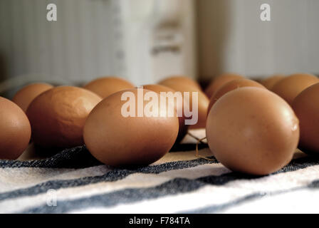 Frischen Eiern auf einer blau-weiß gestreifte Tischdecke Stockfoto
