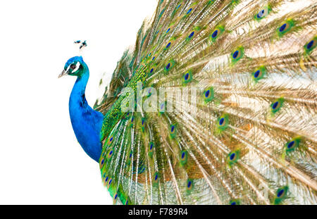 Bunte Pfau volle Feder. Stockfoto