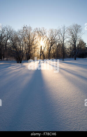 Sonne durch Bäume im winter Stockfoto