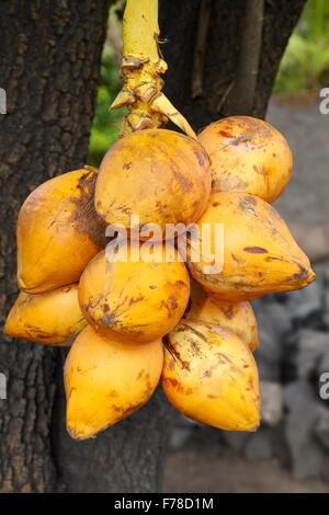Sri Lanka - frische Kokosnüsse Früchte essen, Asien Stockfoto