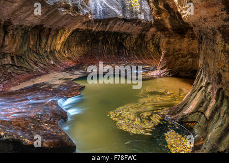 Herbst Blätter wirbeln in den Becken der einzigartigen U-Bahn Höhle durch die linke Gabel des North Creek im Zion Nationalpark, Utah geschnitzt. Stockfoto