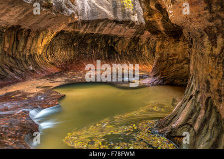 Herbst Blätter wirbeln in den Becken der einzigartigen U-Bahn Höhle durch die linke Gabel des North Creek im Zion Nationalpark, Utah geschnitzt. Stockfoto