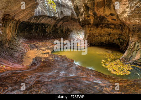 Herbst Blätter wirbeln in den Becken der einzigartigen U-Bahn Höhle durch die linke Gabel des North Creek im Zion Nationalpark, Utah geschnitzt. Stockfoto