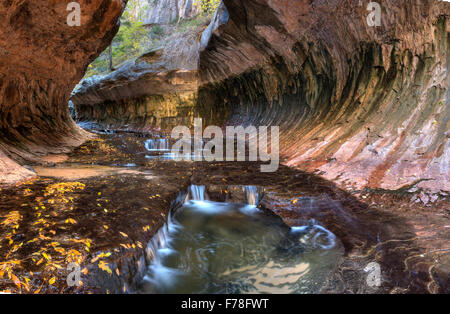 Blick stromaufwärts in der einzigartigen U-Bahn Höhle durch die linke Gabel des North Creek im Zion Nationalpark, Utah geschnitzt. Stockfoto