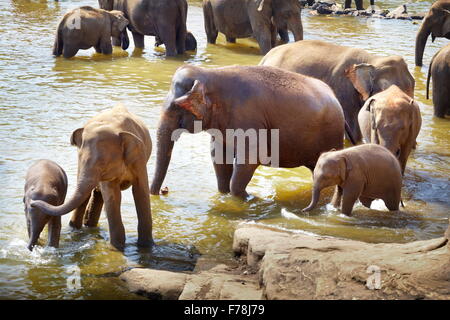 Elefanten in der Badewanne - Pinnawela Elefantenwaisenhaus für wilde asiatische Elefanten, Sri Lanka Stockfoto