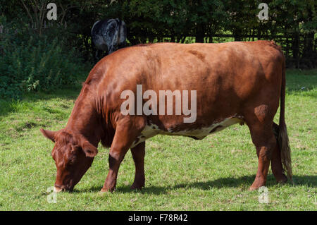 Bovine Kuh Weiden im Feld, Chiltern Open Air Museum, Chalfont St Giles, Buckinghamshire, England, Vereinigtes Königreich Stockfoto