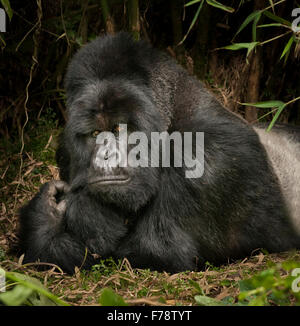 Silverback Berggorillas (Gorilla Beringei Beringei) am Boden Stockfoto