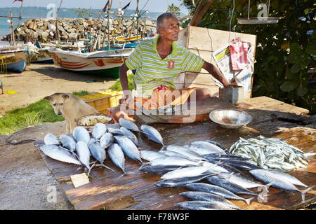 Sri Lanka - Galle, Fischer verkaufen frischen Fisch am Hafen Stockfoto