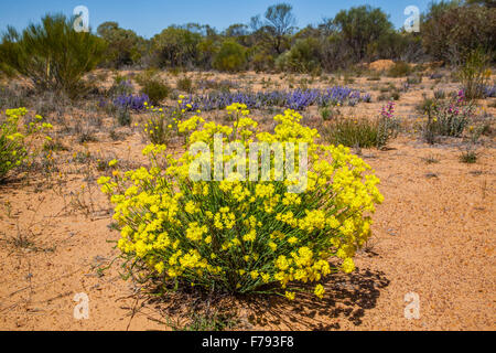 Australien, Western Australia, Mitte West, Wildflower Weg, Mullewa-Wubin Road, gemeinsame Pop-Blume im Wilroy Naturreservat Stockfoto