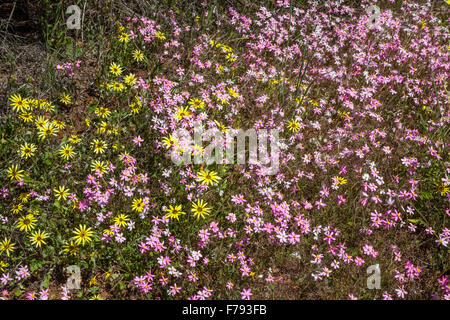 Australien, Western Australia, Mittlerer Westen, Wildflower übrigens Frühling Wildblumen am Mullewa-Wubin Road, Schoenias und Cape Weed Stockfoto