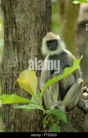 Hanuman-Languren sitzen auf einem Baum Stockfoto