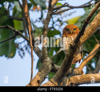 Dschungel owlet Stockfoto