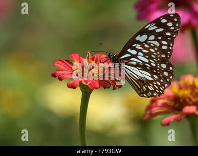 Pale Blue Tiger auf Blume Schmetterling Stockfoto