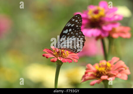 Pale Blue Tiger auf Blume Schmetterling Stockfoto