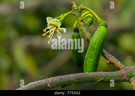 Baum Blumen und grün Baumwollsamen Stockfoto