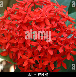 IXORA ist eine Gattung von Blütenpflanzen in der Familie der Rubiaceae. Stockfoto