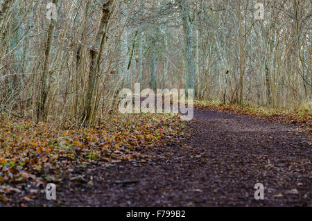 Kurve Weg durch späten Herbst Park, geringe Schärfentiefe Stockfoto