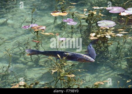 Ein schöner klaren Teich hat Spitznamen "Monets Pond" in Seki City, Präfektur Gifu, Japan. Befindet sich im Anflug auf Nemichi Schrein, lockt der Teich viele Besucher aufgrund seiner Ähnlichkeit zum Teich aus französischer Impressionisten Maler Monets berühmte Seerosen Gemälde. Die künstliche Teich wird genährt durch Quellwasser und sehr klar. Es wurde 1980 gegründet und einheimischen Seerosen vor etwa 16 Jahren gepflanzt und auch freigegeben Karpfen im Teich. Einer örtlichen Tourismusverband richten Sie ein temporäres Tourist Information Center in der Nähe gerne viele Besucher zieht es. Stockfoto