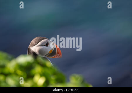 Erwachsenen Puffin, Fratercula Arctica, Blick auf See Stockfoto