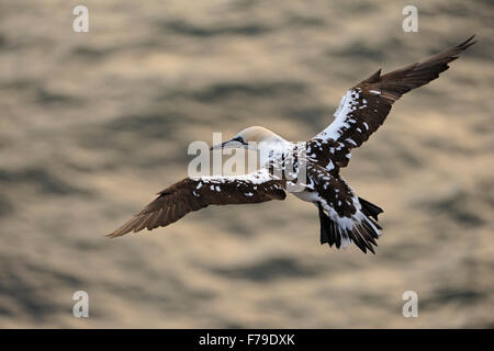 Blick von oben auf den jungen Nördlichen Gannet / Basstoelpel ( Morus bassanus ), hoch über goldenem Wasser, Tierwelt, Europa. Stockfoto