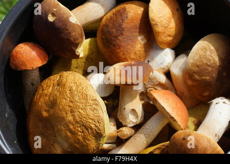 Wilde Pilze. Wilde Pilze Nahaufnahme. Ansicht von oben horizontal. Stockfoto